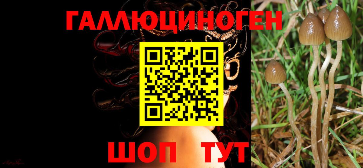 Вышний Волочёк  Галлюциногенные грибы прущие грибы  Вход с VPN 